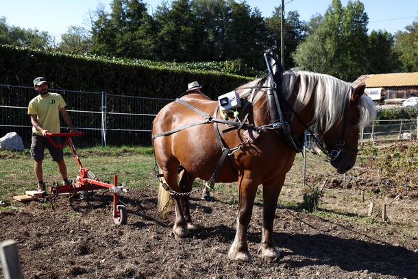 5ème édition des Journées de la Traction animale Sciez Septembre 2018